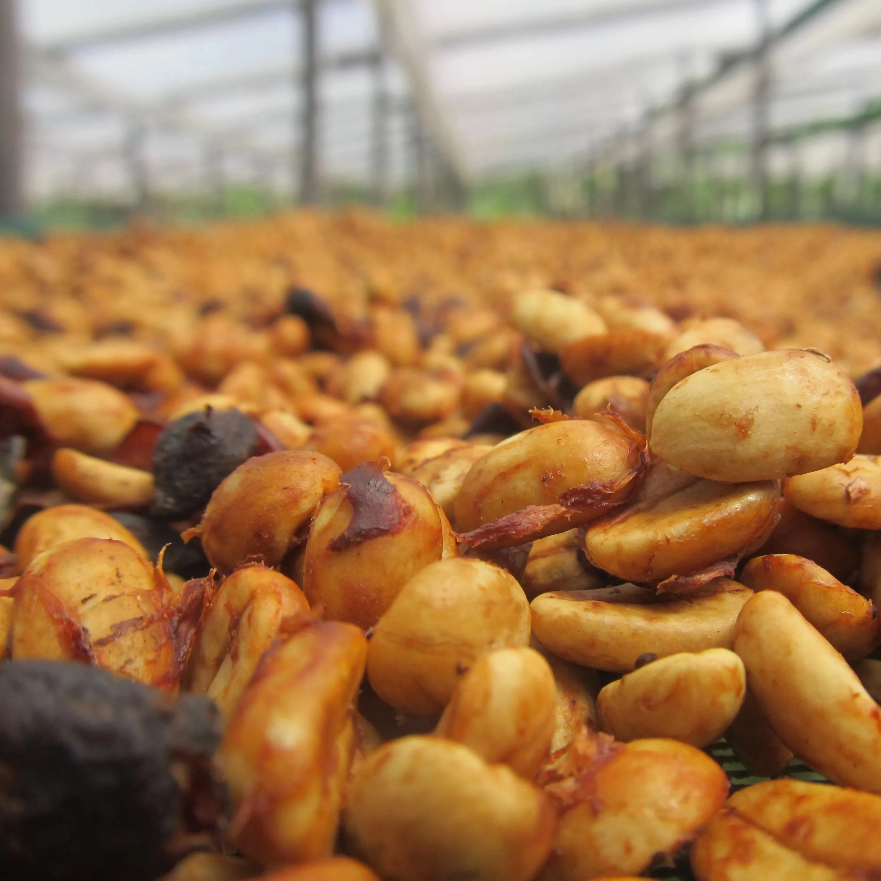 Finca Hartmann Gesha Lot #46 "La Bodega" Experimental Anaerobic Fermentation - Volcan Baru