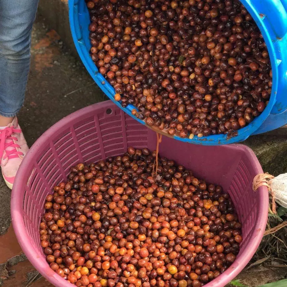 Finca Hartmann Gesha Lot #46 "La Bodega" Experimental Anaerobic Fermentation - Volcan Baru