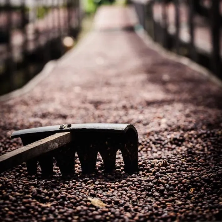 Finca Hartmann Gesha Lot #46 "La Bodega" Experimental Anaerobic Fermentation - Volcan Baru